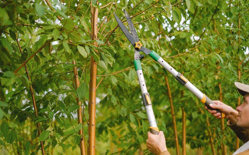 Tree trimming in Kiron, IA